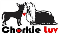 Chorkie Luv