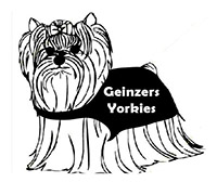 Geinzers Yorkies