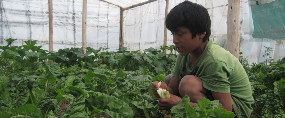 Green House